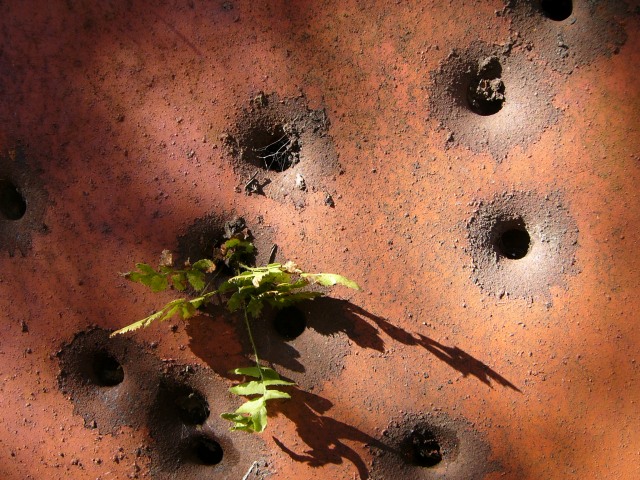 Sprouts find their way through the bullet holes in an old refrigerator in North Georgia.